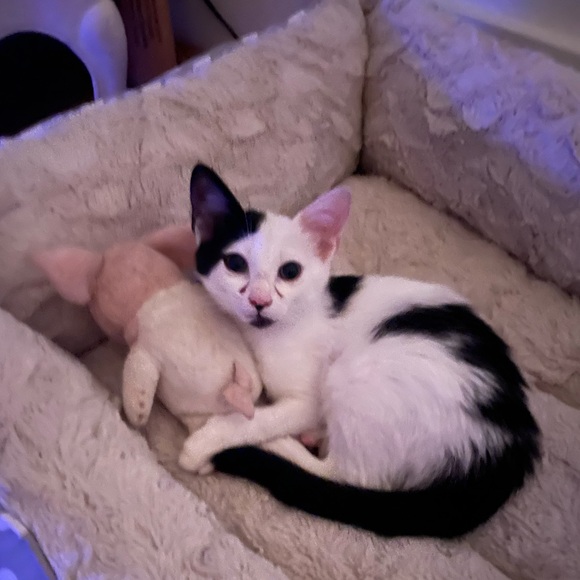 Meet your Posher, Chloe - Picture 14 of 15